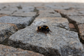 Hummel auf Pflastersteinen