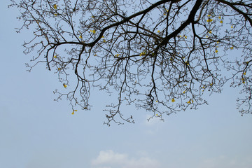 Twiggy Tree Branches with Blue Sky Background