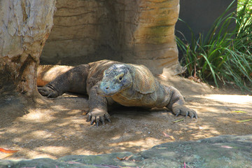 Komodo Dragon at the zoo