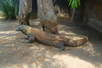 Komodo Dragon at the zoo