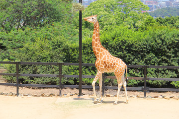Giraffe at the zoo