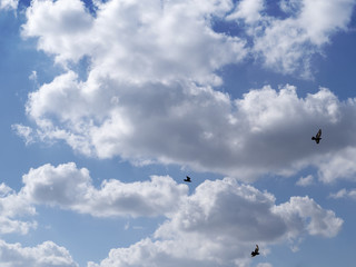 Lots of white clouds on the blue sky, birds fly.