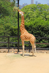 Giraffe at the zoo