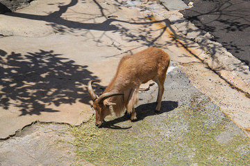Ibex goat at the zoo