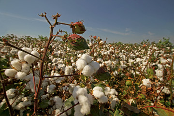 İzmir / menemen ovasında pamuk tarlaları  © mylasa