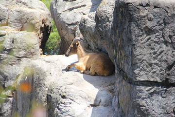 Ibex goat at the zoo