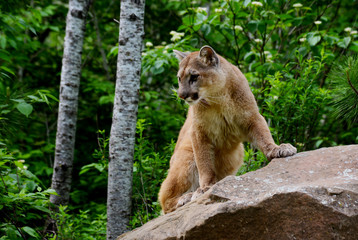 Mountain Lion perched on a large boulder.