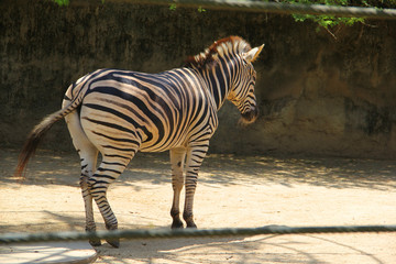 Zebras at the zoo