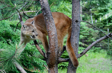 Mountain Lion perched in a tree limb.