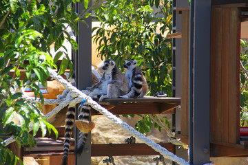 Lemur resting at the zoo