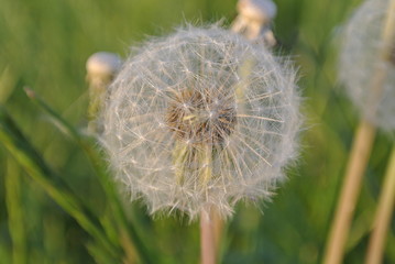 dandelion © Konrad