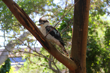 Balck and white bird