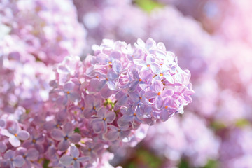 bright lilac bloom on blue sky background / fleeting moment in early summer