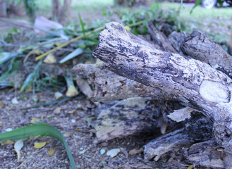 Naturaleza Muerta