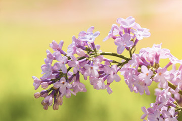 bright lilac bloom on blue sky background / fleeting moment in early summer