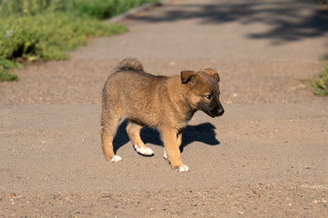 a Cute little homeless puppy is running outside alone