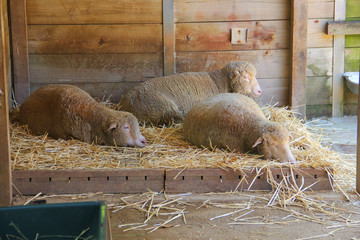 Sheeps resting in a farm