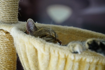 European Shorthair cat lies in the basket and relaxes
