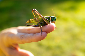 green grasshopper sitting on palm of human hand