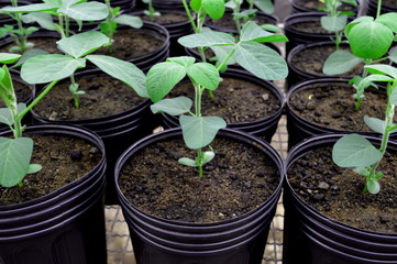 Soybean seedling on a pot