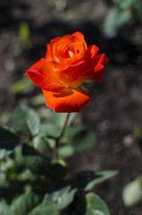 orange rose in garden