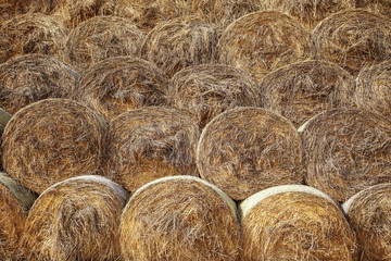 Hay in the stacks. Texture