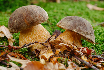 Mushrooms in autumn forest scene. Two mushrooms in autumn forest. Autumn forest mushroom family view
