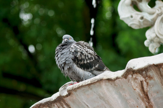 paloma posando