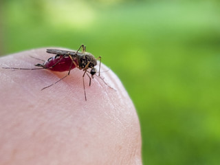 The mosquito sits on your finger and drinks the blood macro
