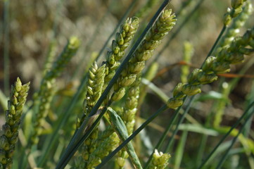 Wheat green spike