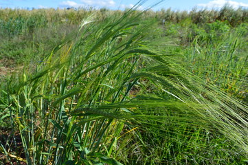 Wheat spiike in field