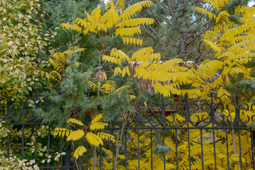 Naklejka premium Raw of bright colorful autumn trees in bright sunlight.