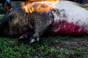 Pig slaughter. Searing bristles with fire. Slaughter of pigs at home