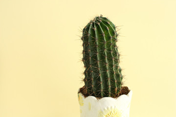 Large cactus on a yellow background
