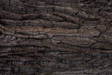 The textured bark of a tree. Creative vintage background. Tree poplar.