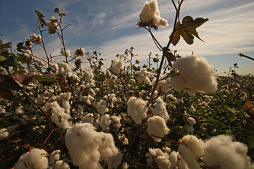 İzmir / menemen ovasında pamuk tarlaları  © mylasa