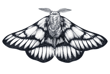 Hand drawn butterfly tattoo. Dotwork tattoo. Hemileuca griffini. Griffin's sheepmoth or Canadian fleabane moth.