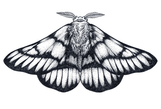 Naklejki Hand drawn butterfly tattoo. Dotwork tattoo. Hemileuca griffini. Griffin's sheepmoth or Canadian fleabane moth.