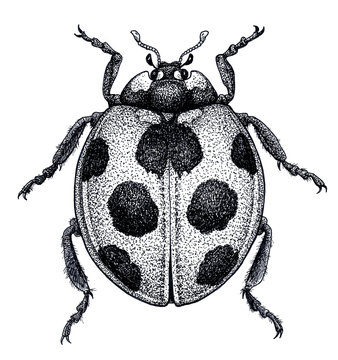 Ladybug tattoo art. Ladybird illustration. Lady beetle tattoo. Coccinellidae. Dot work tattoo. Insect drawing.