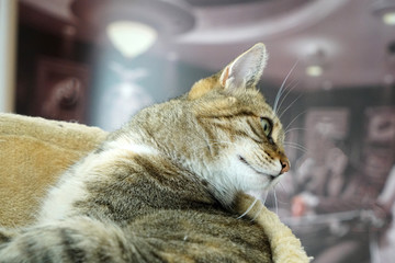 gray European Shorthair cat lies in the basket and relaxes