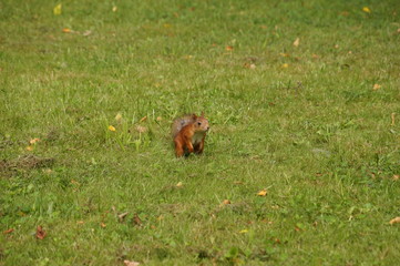 squirrel
