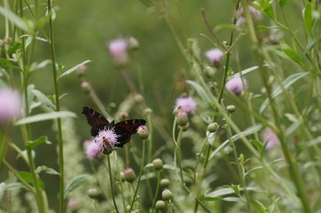 butterfly on a flower