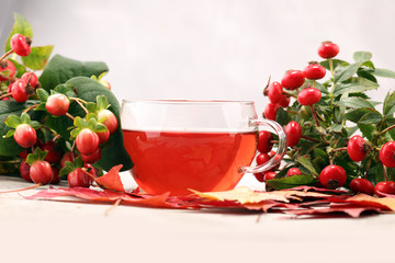 Tea. cup of herbal Dog rose tea with bunch branch Rosehips, types Rosa canina hips. Medicinal plants and herbs composition.