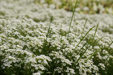 flowerbed of white flowers