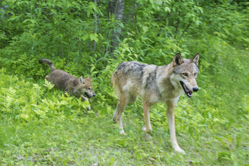 Naklejka na ściany i meble Coyote adult and wolf pups playing together.