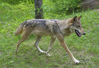 Obraz premium Coyote adult and wolf pups playing together.
