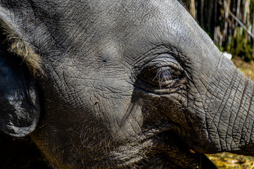 elephant face