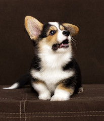 welsh corgi pembroke