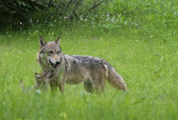 Naklejka na ściany i meble Coyote adult and wolf pups playing together.