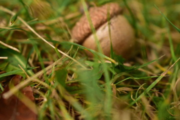 acorn in grass